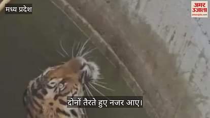 Seoni Tiger Boar Video Tiger fell into well with boar while hunting both were seen swimming