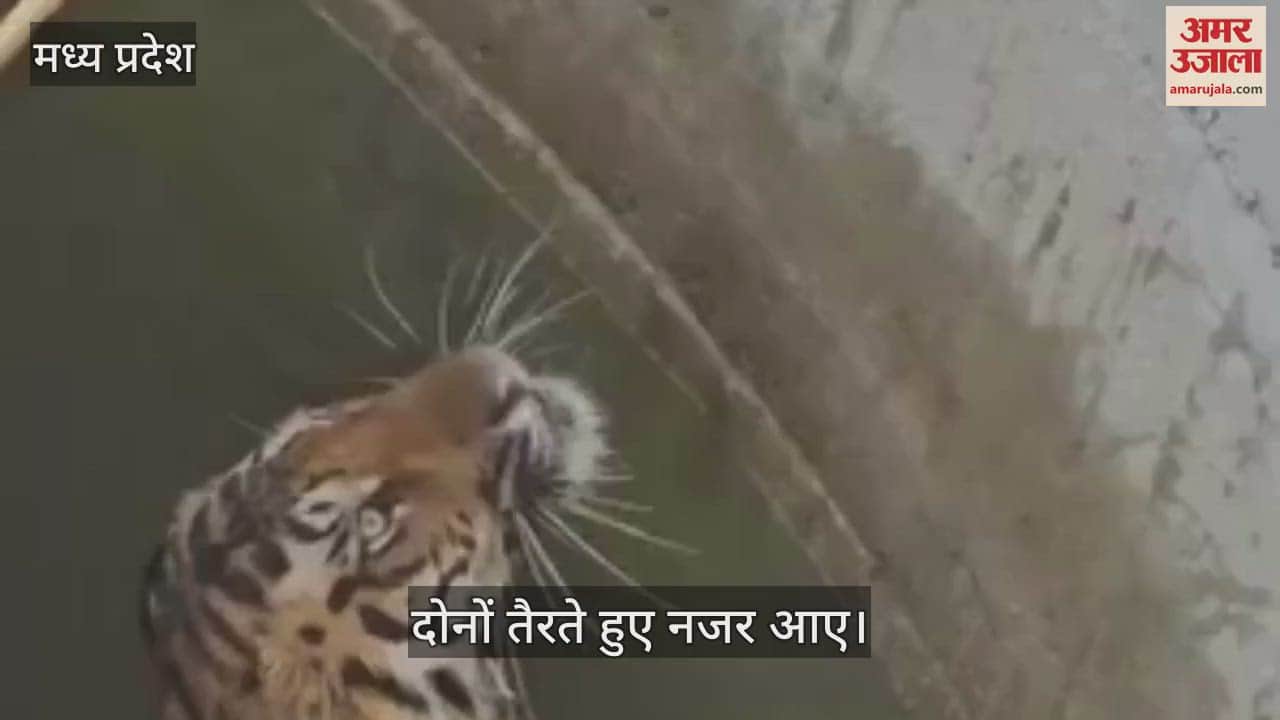 Seoni Tiger Boar Video Tiger fell into well with boar while hunting both were seen swimming