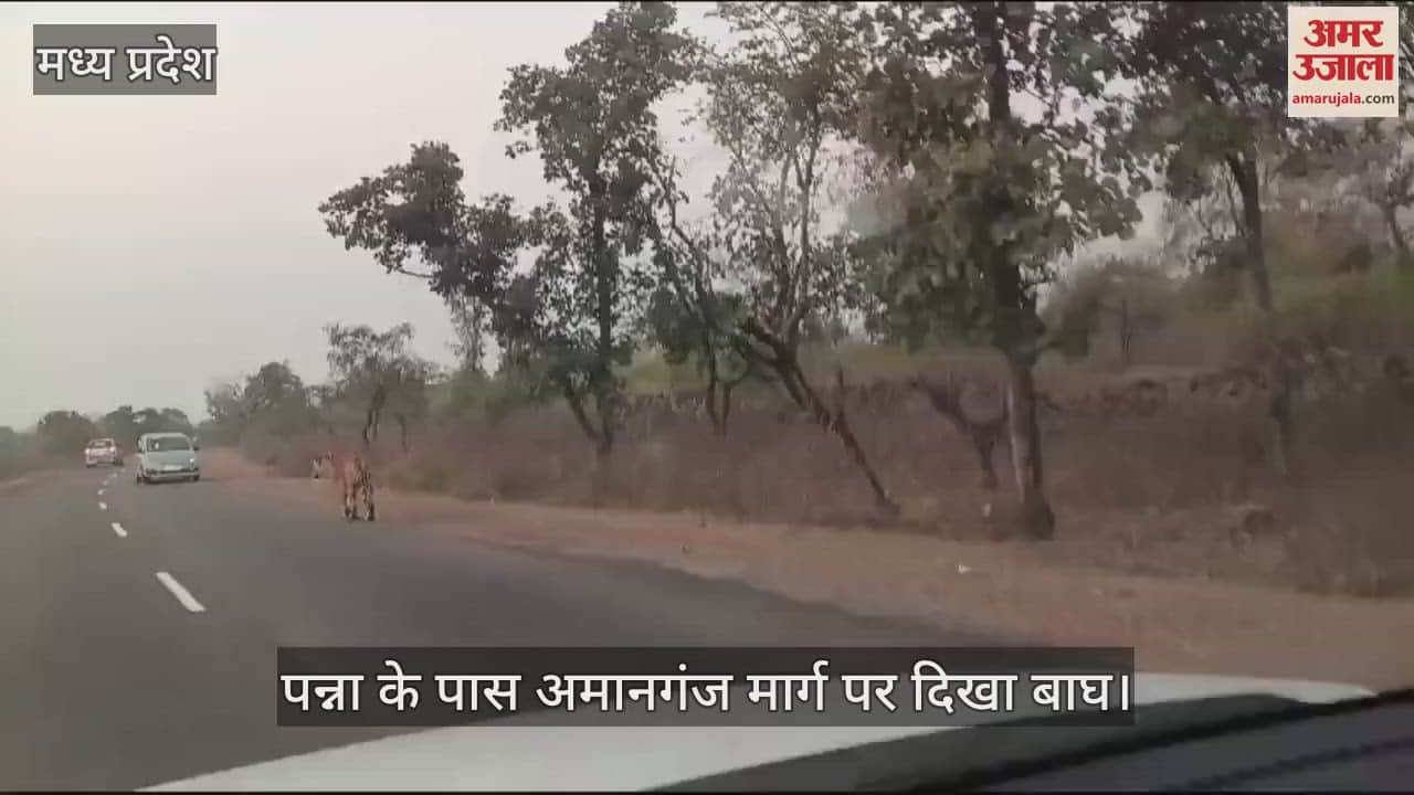 MP News Tiger seen on Amanganj road near Panna queue of vehicles to make video