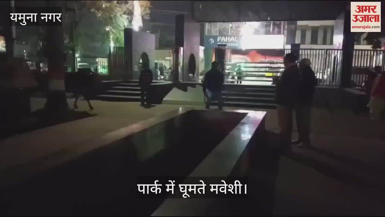 VIDEO : यमुनानगर के नेहरू पार्क में घुसे लावारिस मवेशी, मची अफरातफरी