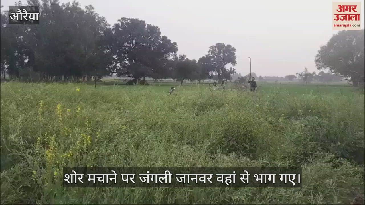 VIDEO : Two people including a woman injured in animal attack in Auraiya