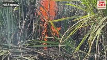 VIDEO : Fire breaks out in sugarcane field in Modinagar Ghaziabad