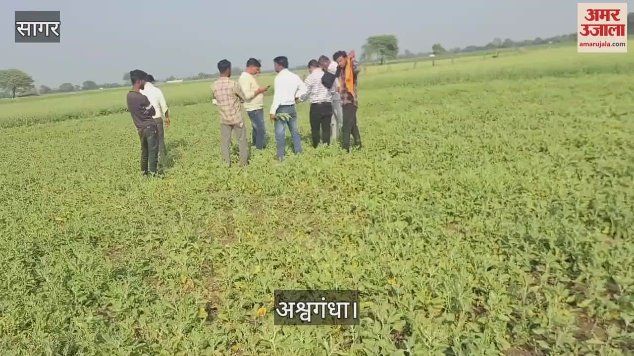 Farmer starts medicinal crop cultivation after learning from social media, expects four times profit