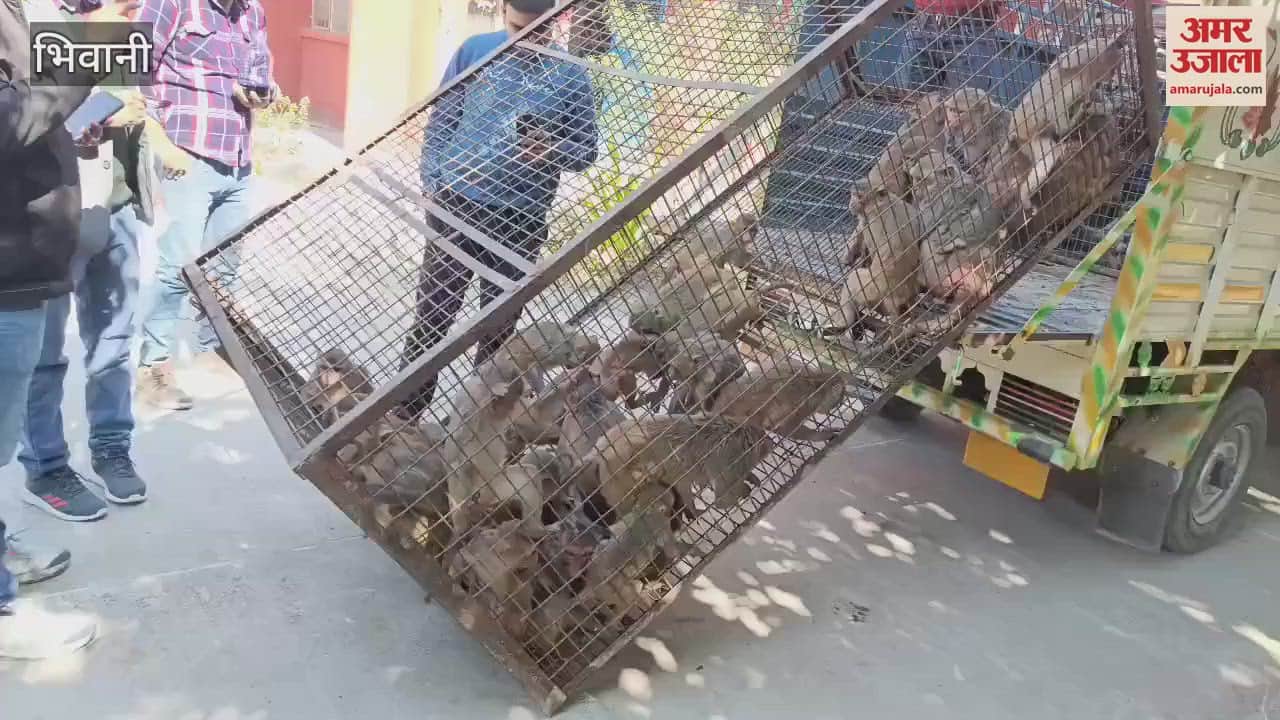 VIDEO : 47 mischievous monkeys inside the cage in Bhiwani, medical examination done