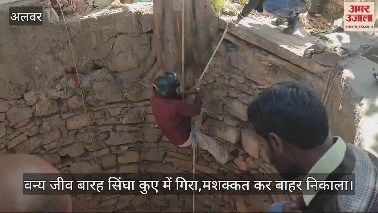 Alwar: Sambar Falls into 125-Feet Deep Well, Rescued Safely by Forest Department, to Be Released in the Wild