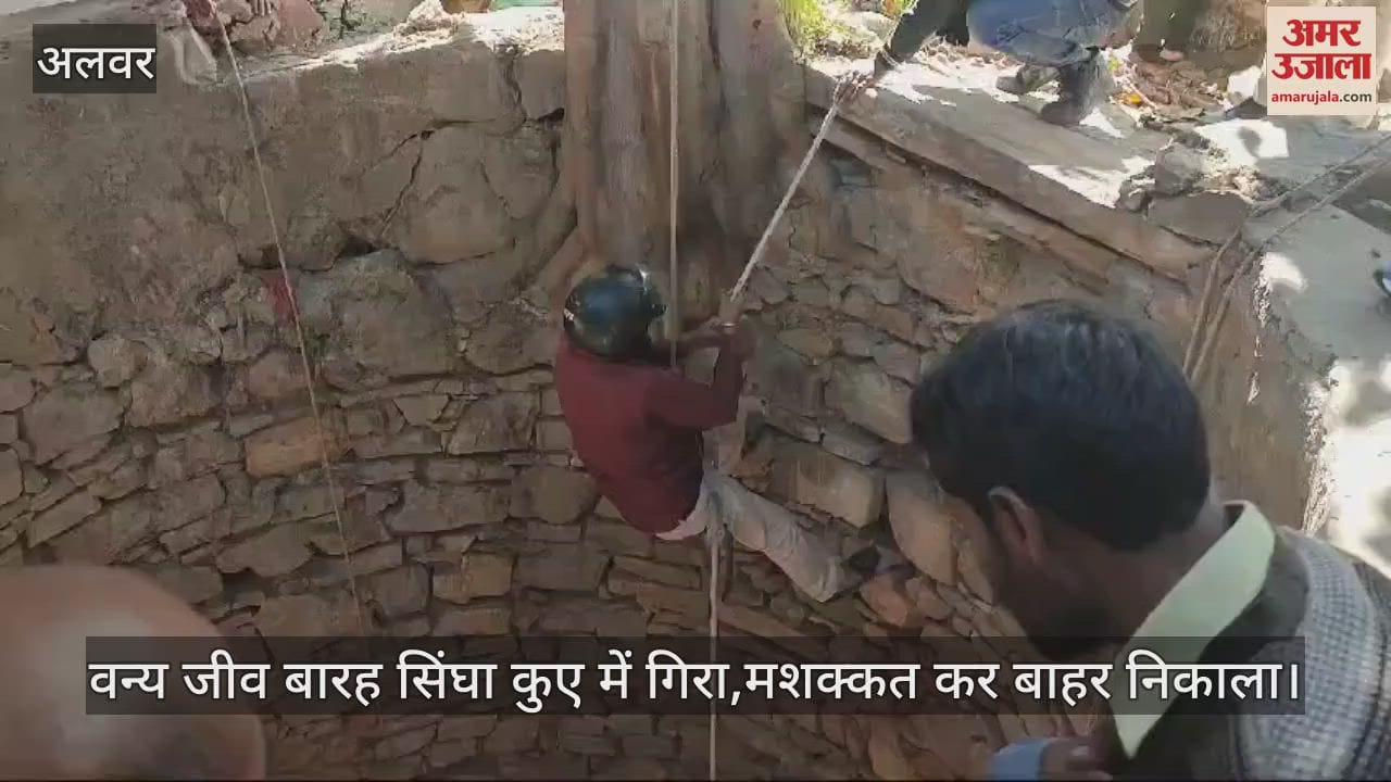 Alwar: Sambar Falls into 125-Feet Deep Well, Rescued Safely by Forest Department, to Be Released in the Wild