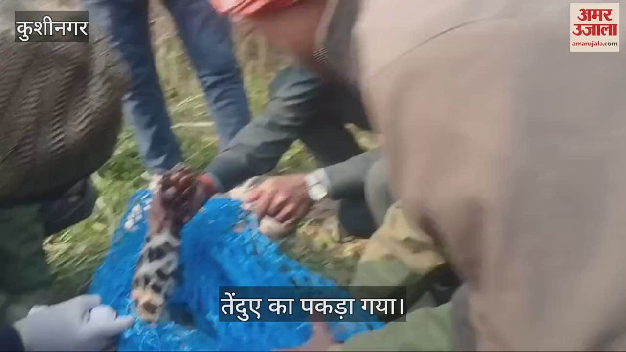 VIDEO : Leopard came out of Tiger Reserve, got trapped in the fence...caught after three hours