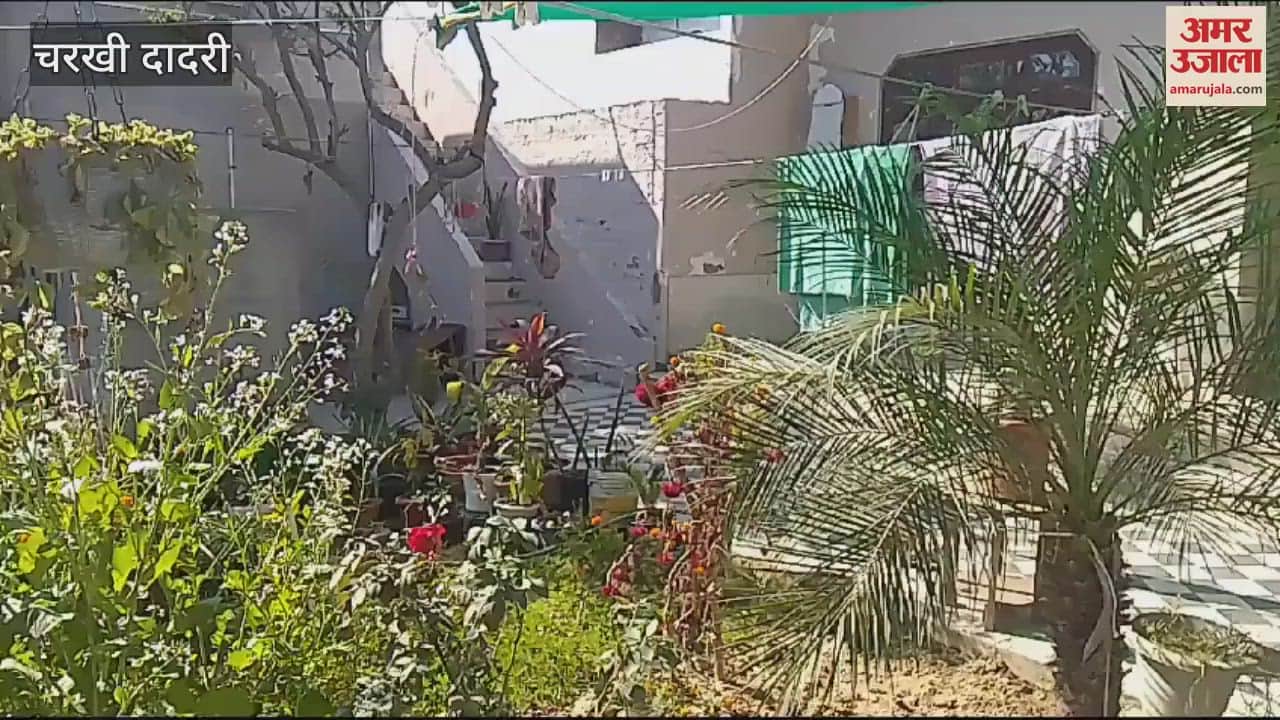 VIDEO : Rameshchandra of Dadri has been improving his health by growing vegetables in 250 yards for the last ten years