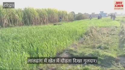 VIDEO : See how a leopard was seen running in a field in Haridwar, villagers are terrifie