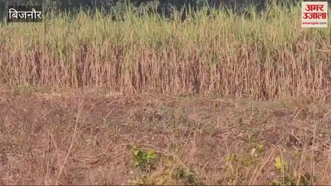 VIDEO : Bijnor: Tiger seen resting in the field