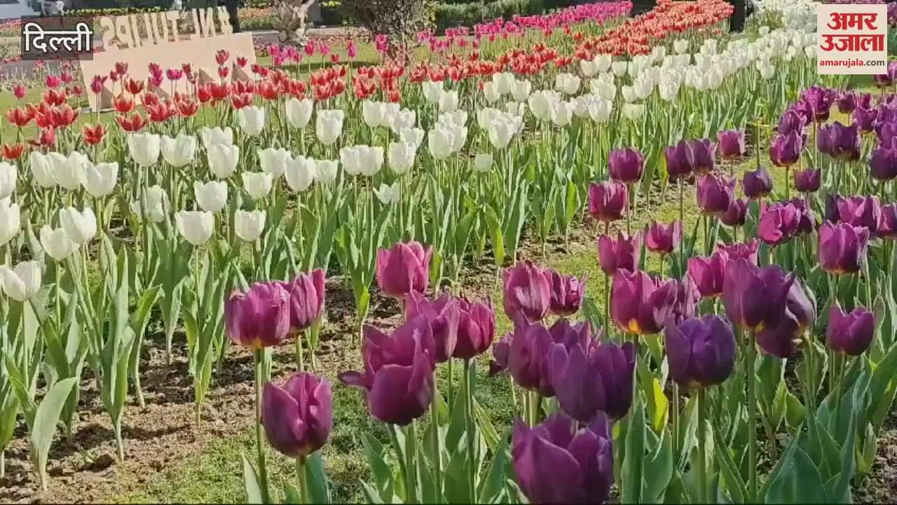 VIDEO : 60,000 tulip flowers was presented at residence of Netherlands Ambassador in Delhi