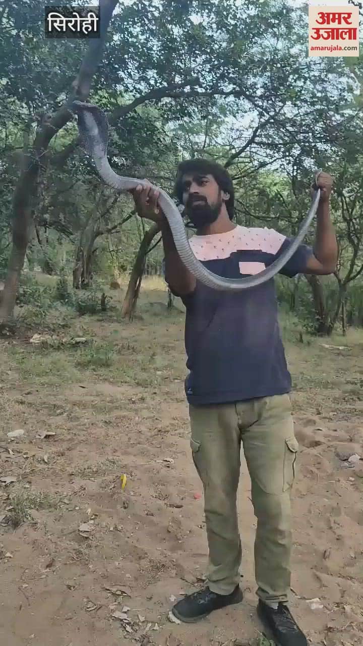 Sirohi: Chintu Yadav is teaching to save snakes by eliminating fear of them, rescue of 40 thousand in 16 years