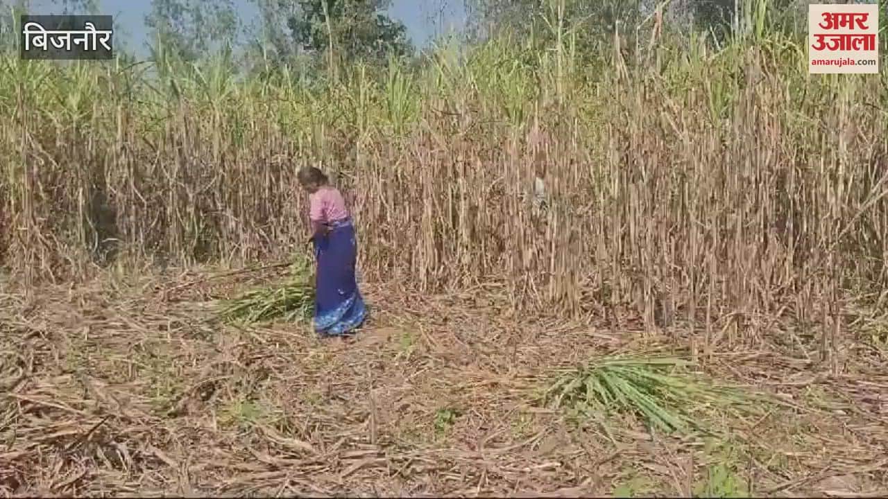 VIDEO : Bijnor: Cage installed in the field to catch the tigress