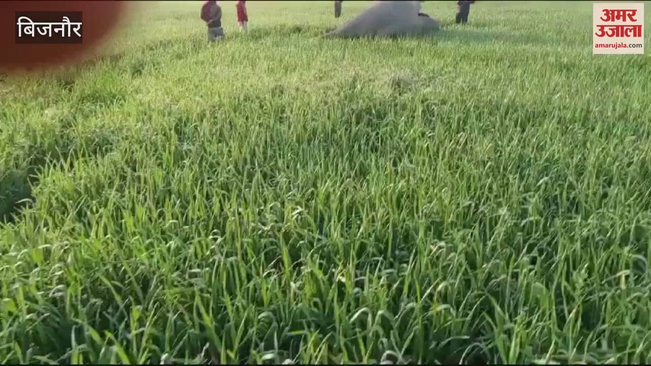 VIDEO : Bijnor: Male elephant found dead in wheat field