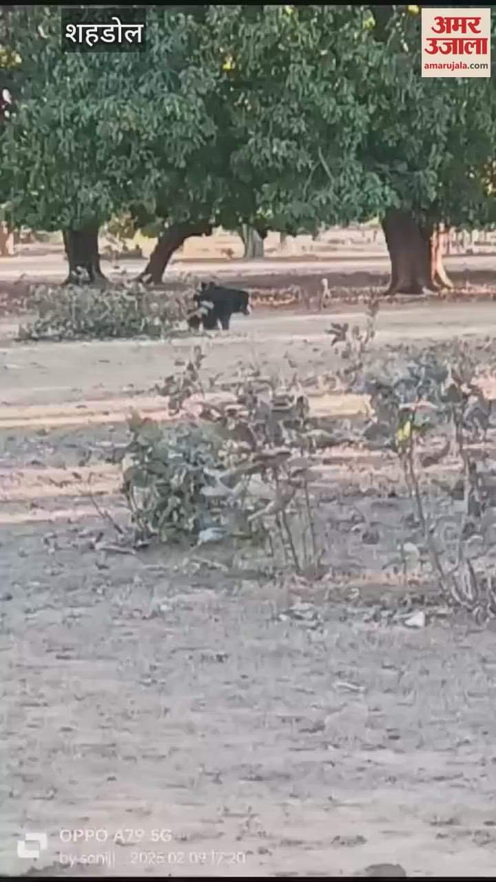Female bear seen with her little cub in Bahgarh playground of Jaitpur, video surfaced