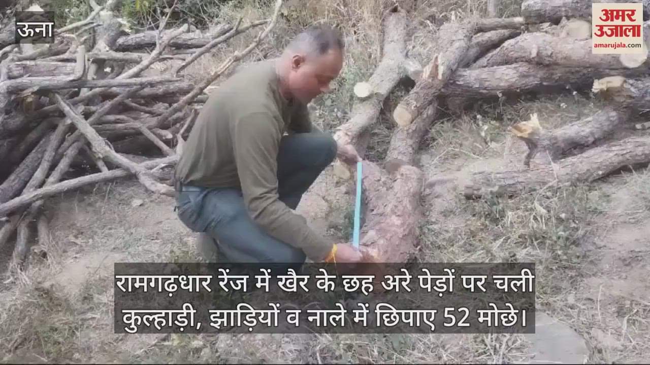 VIDEO : Ramgarhdhar range, axe was used on six Khair trees, 52 logs were hidden in bushes and drains