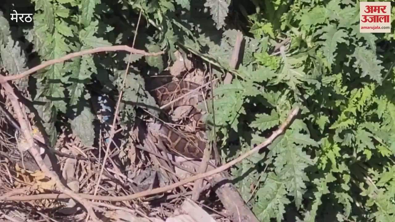 VIDEO : Meerut: Forest workers could not catch the python
