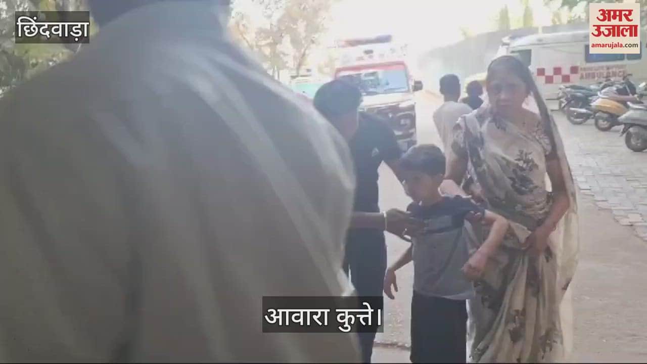 Chhindwara News pack of dogs attacked child in Junnardev he was admitted to district hospital