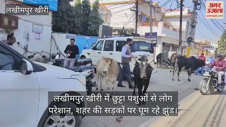 : People Are Troubled By Stray Animals In Lakhimpur Kheri, Herds Are Roaming On The Streets Of The City - Amar Ujala Hindi News Live - Video :लखीमपुर खीरी में छुट्टा पशुओं से लोग परेशान, शहर की सड़कों पर घूम रहे झुंड
