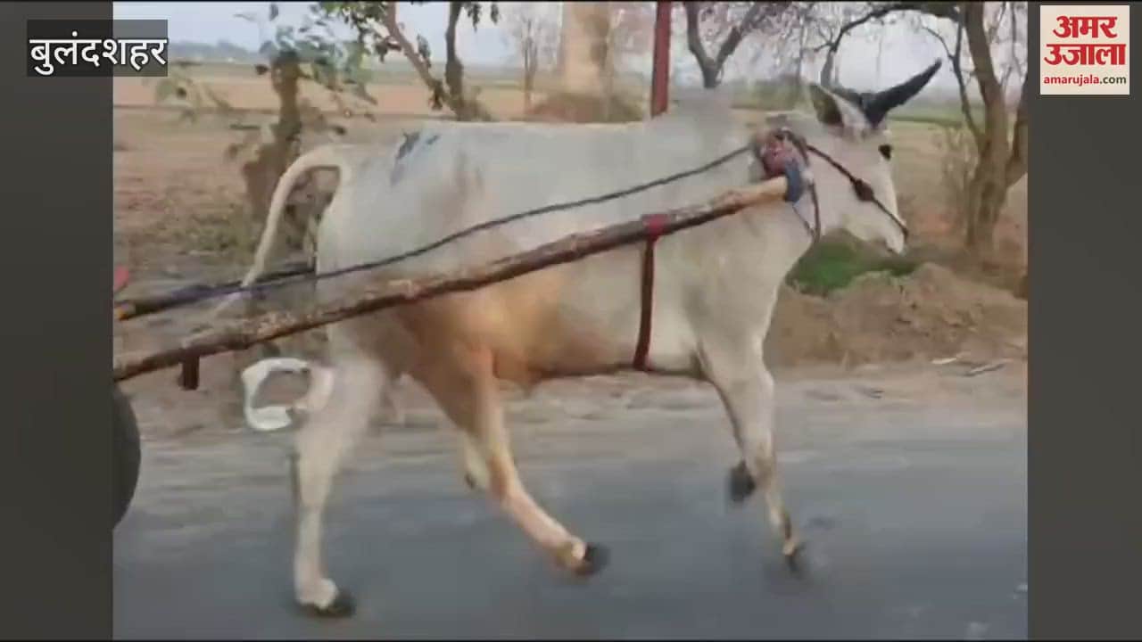 VIDEO : Stunts performed on state highway with bullock cart and car in Bulandshahr, video goes viral