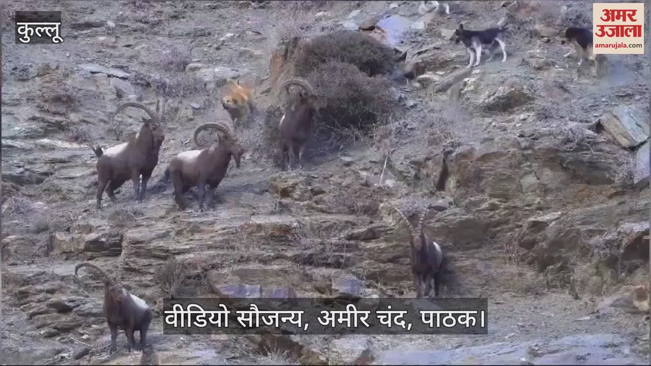 VIDEO : Stray dogs attack a herd of Ibex Kyelang Kullu video goes viral