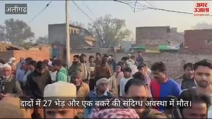 VIDEO : दादों में 27 भेड़ और एक बकरे की संदिग्ध अवस्था में मौत