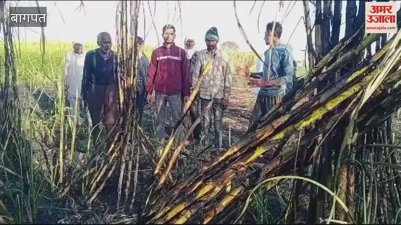 VIDEO : Baghpat: Eight bighas of sugarcane crop burnt
