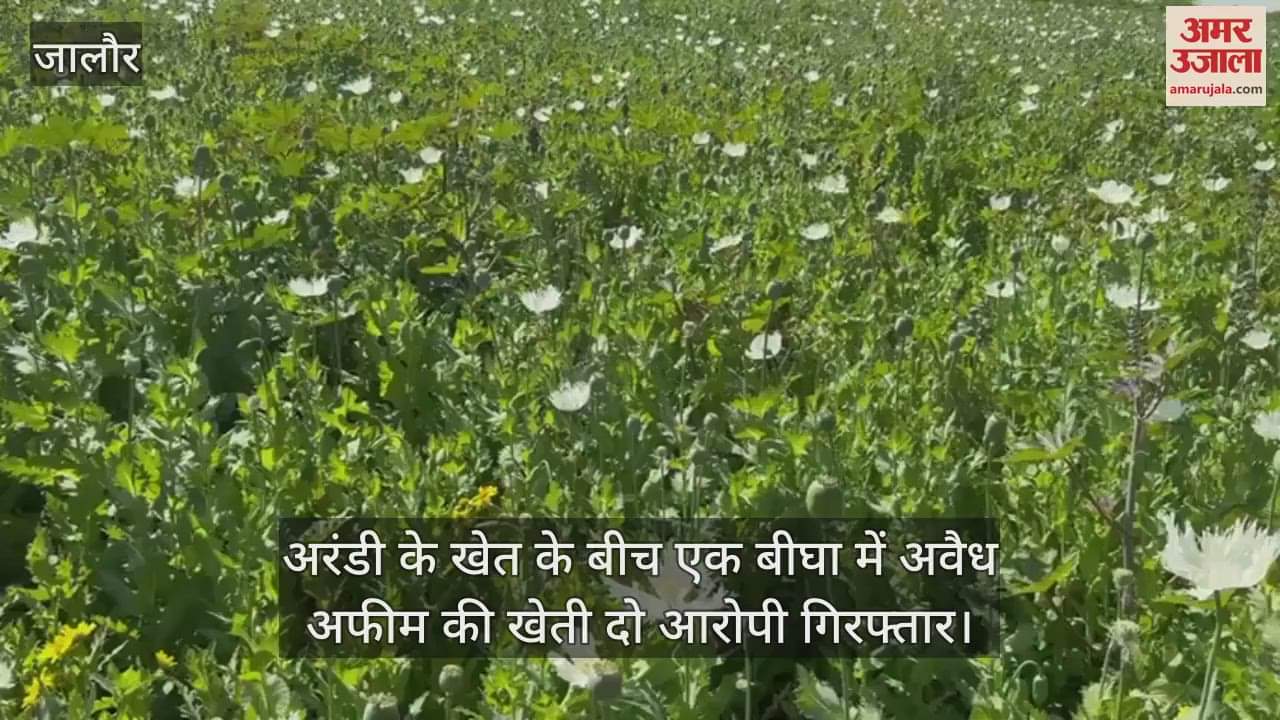 Jalore: Opium sown in one bigha land amidst castor crop, 1 lakh 5 thousand plants seized, 2 accused in custody