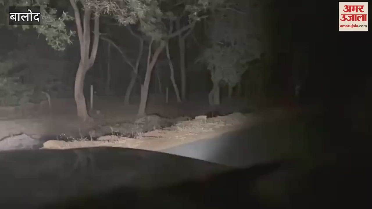 VIDEO : pair of bears seen by Congress leader captured it on camera balod