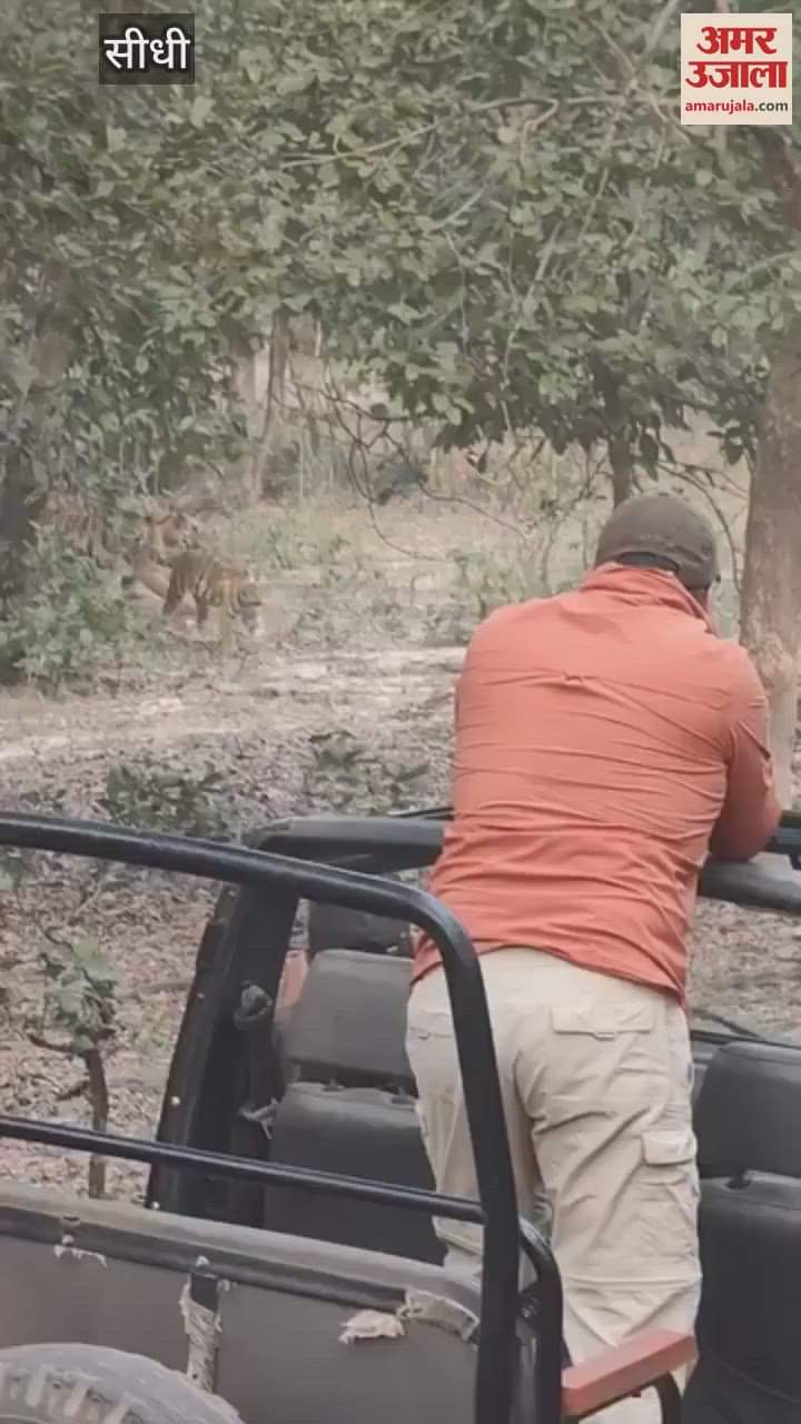 Sidhi News: Tourists were scared after seeing five tigers in Sanjay Tiger Reserve