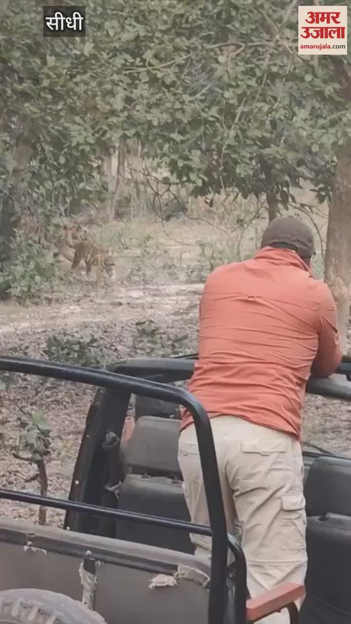 Sidhi News: Tourists were scared after seeing five tigers in Sanjay Tiger Reserve