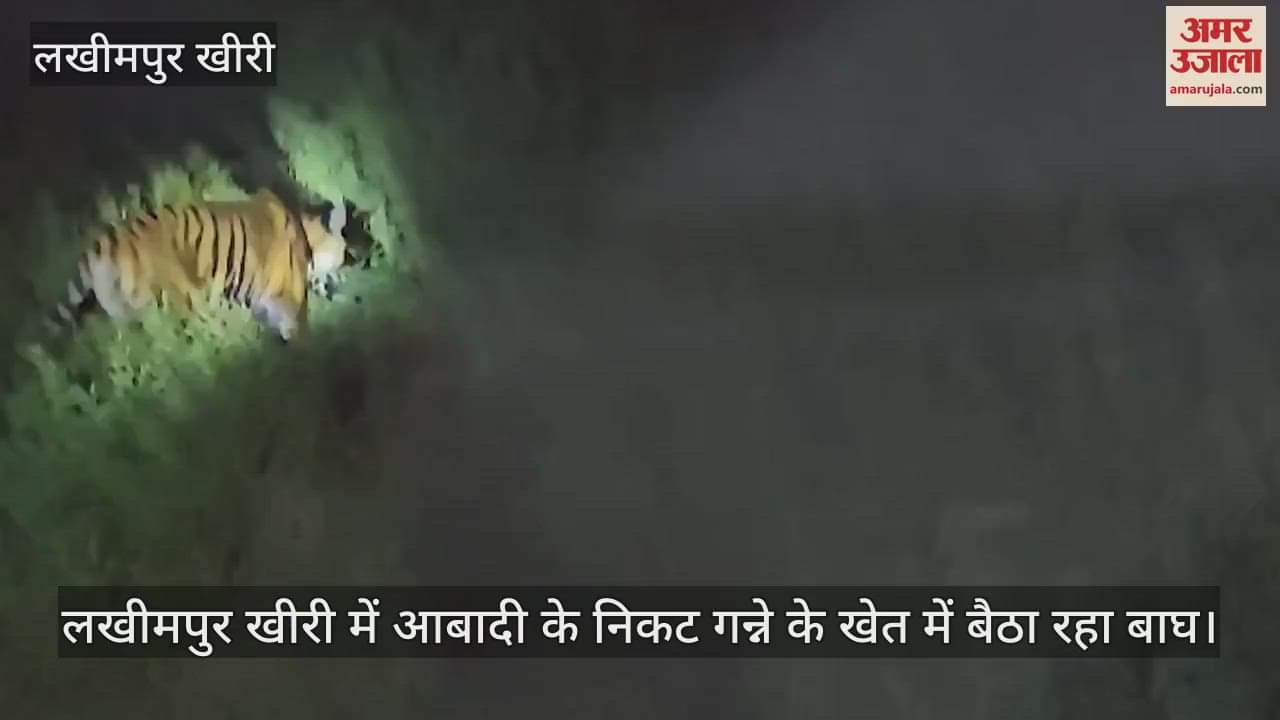 VIDEO : Tiger sitting in sugarcane field near population in Lakhimpur Kheri