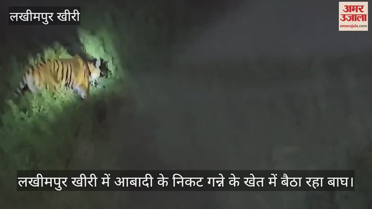 VIDEO : Tiger sitting in sugarcane field near population in Lakhimpur Kheri