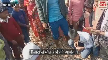 VIDEO : Balrampur: गौरामाफी गांव में मिला मादा तेंदुआ का शव, बीमारी से मौत होने की आशंका