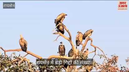 Raisen News: The number of vultures increased three times in Raisen forest division