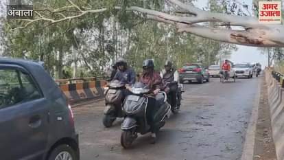 VIDEO : Due to strong wind and rain in Ambala, a tree fell on Jandali bridge, traffic affected