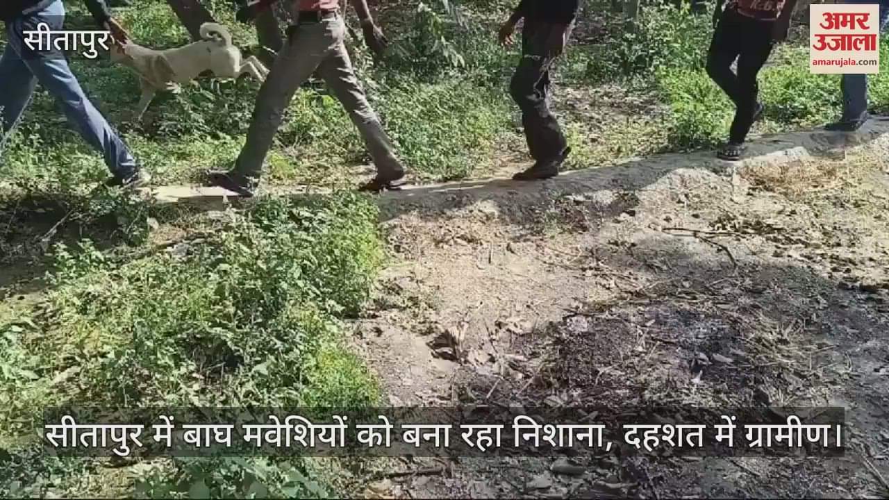 VIDEO : सीतापुर में बाघ मवेशियों को बना रहा निशाना, दहशत में ग्रामीण