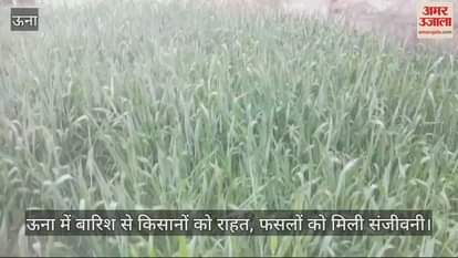 VIDEO : Rain in Una brought relief to farmers, crops got a new lease of life