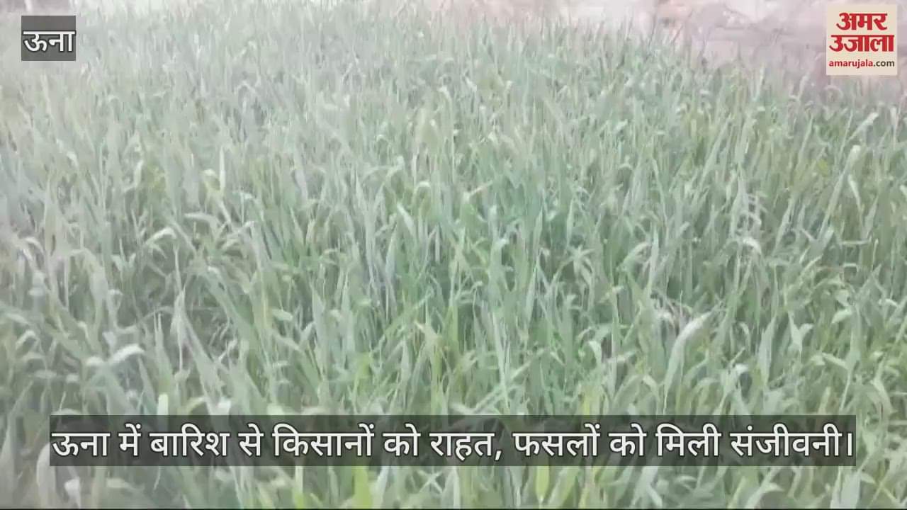 VIDEO : Rain in Una brought relief to farmers, crops got a new lease of life