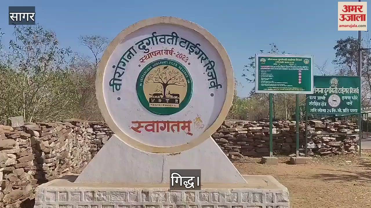 Sagar News: Increase in the number of vultures in Veerangana Durgavati Tiger Reserve