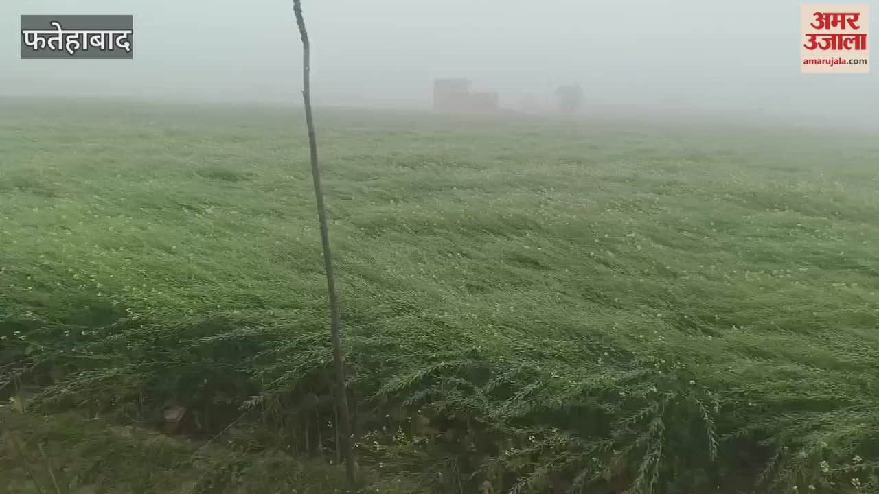 VIDEO : After drizzle in Fatehabad, fog again prevailed after 18 days