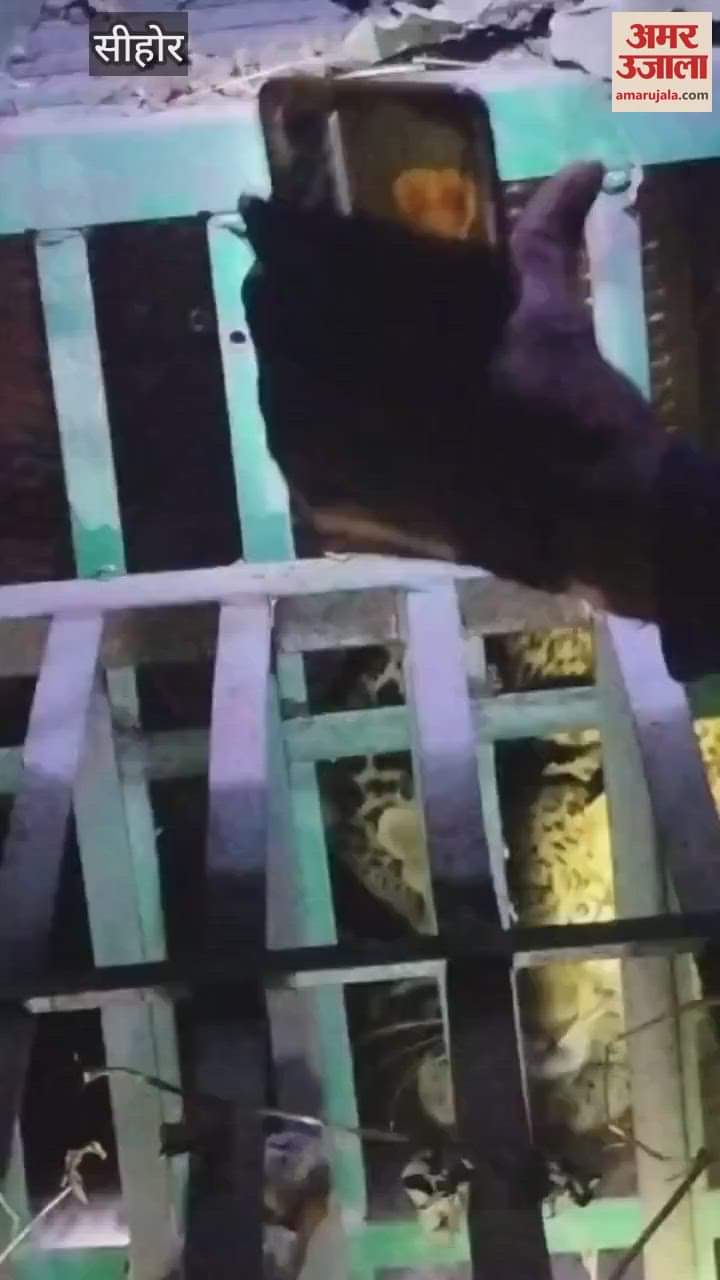 Sehore news: The fear of leopard prevailed in the village for many days, the forest department caught it