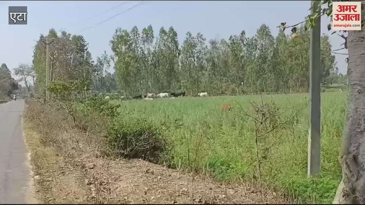 VIDEO : cattle destroying crops and also becoming reason for fights in villages