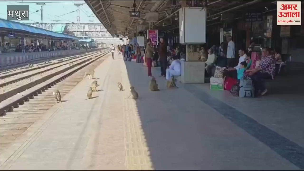 VIDEO : Monkeys create nuisance at Mathura railway station