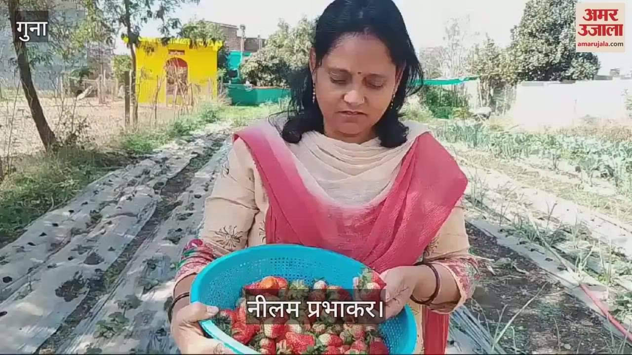 Guna News Earned 4 lakhs of strawberries in just one acre