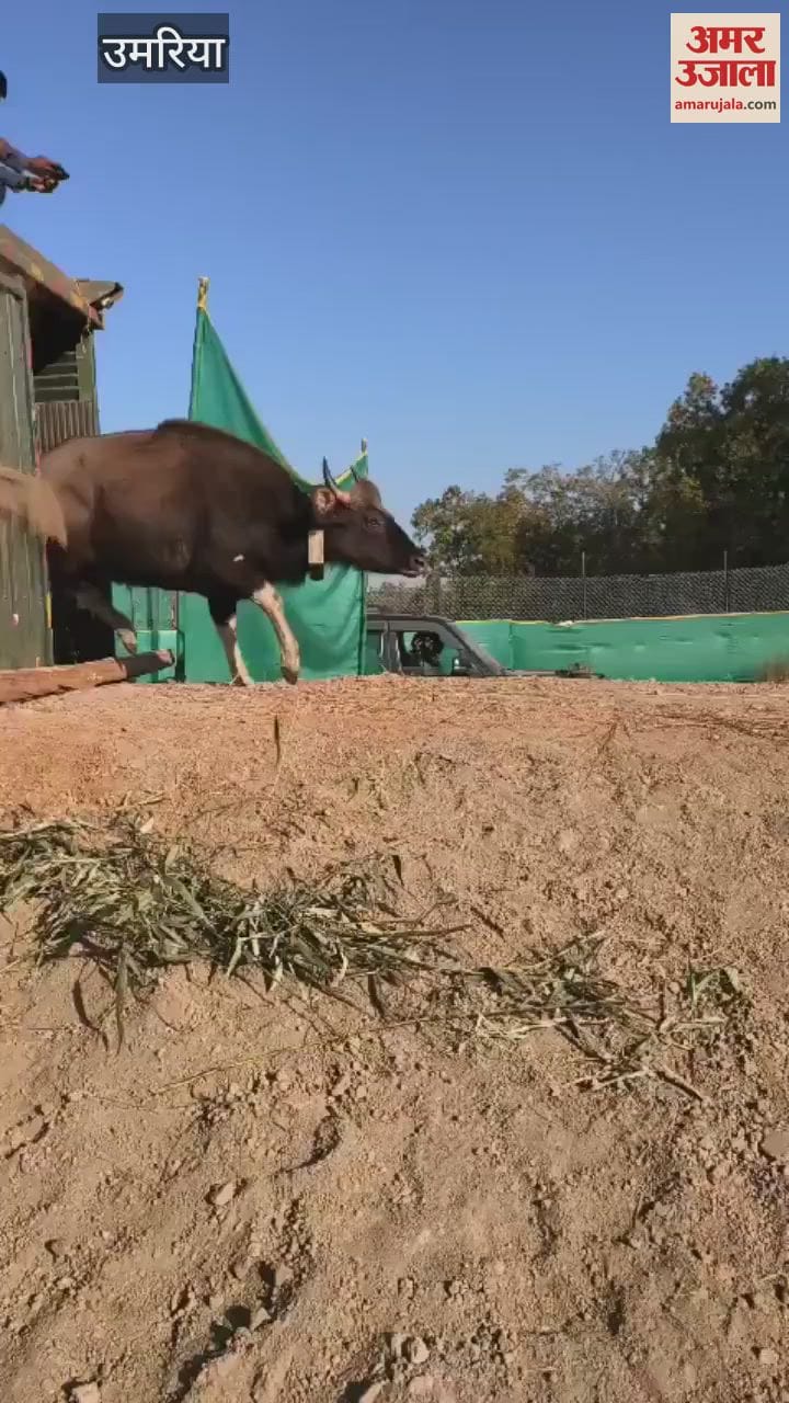Gaur arrived from Satpura in Bandhavgarh Tiger Reserve