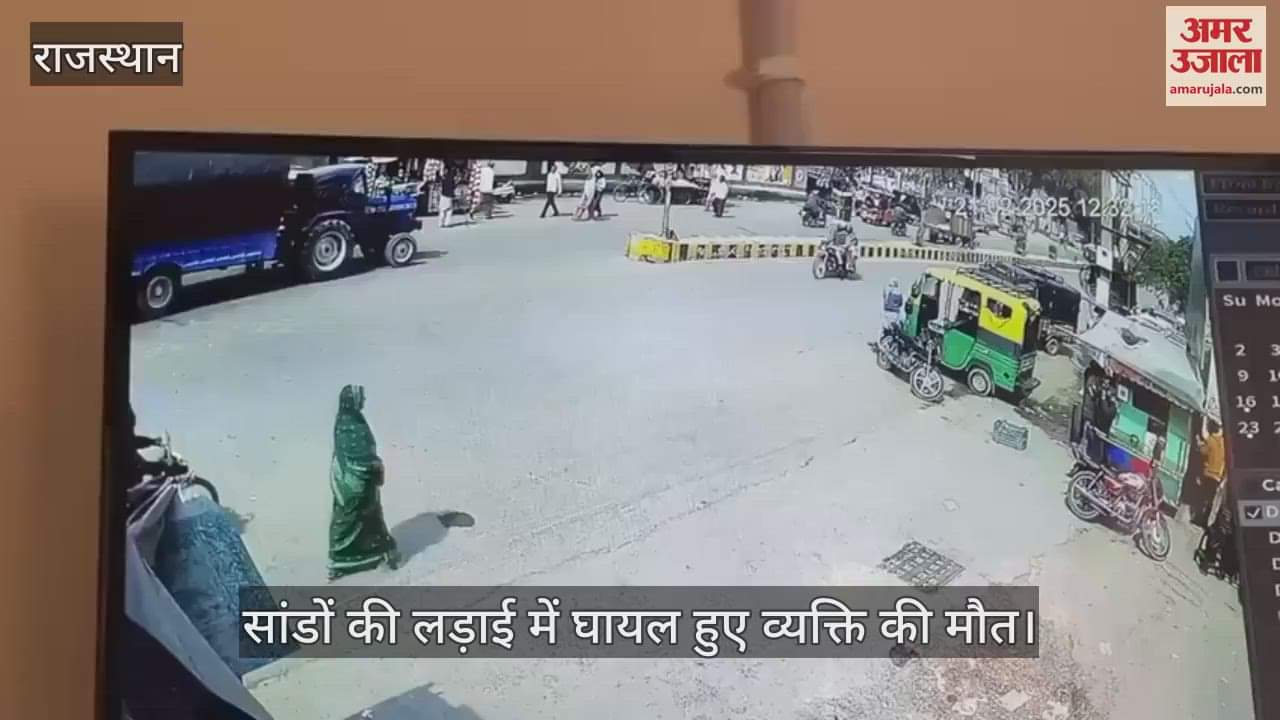 Sri Ganganagar When bulls picked up and threw person during their fight he died during treatment watch video