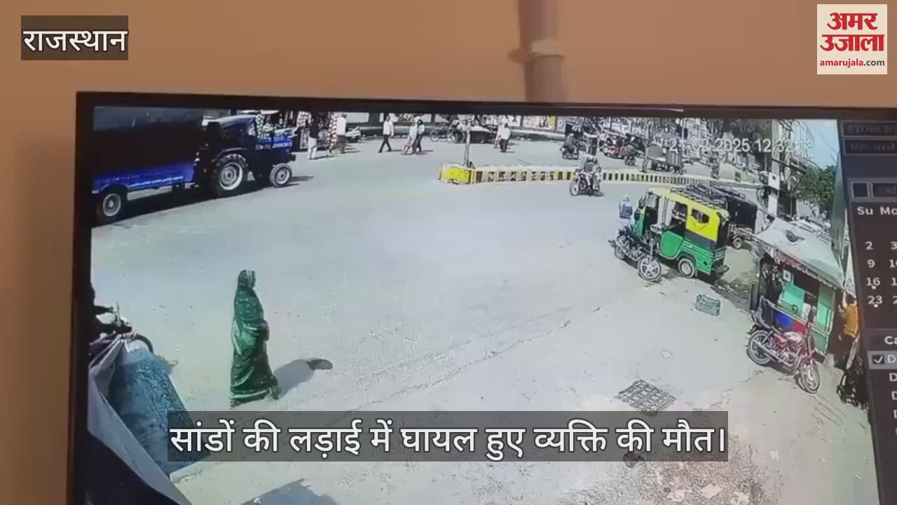 Sri Ganganagar When bulls picked up and threw person during their fight he died during treatment watch video