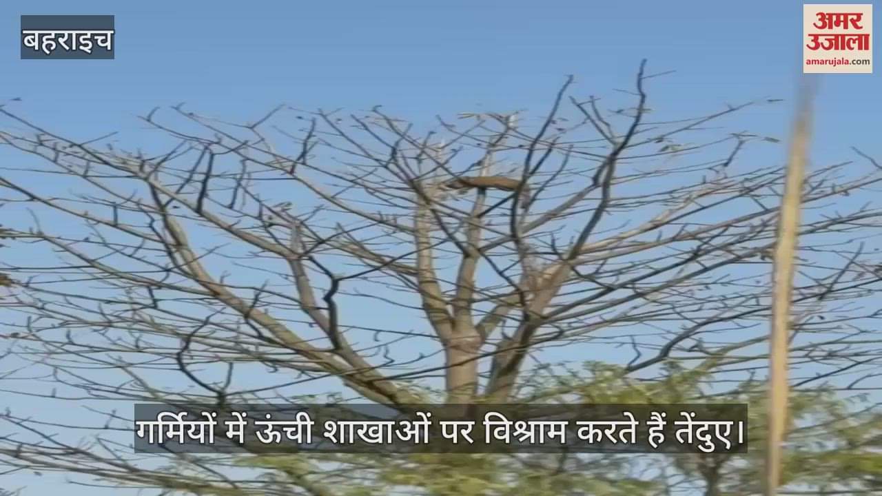 VIDEO : Bahraich: सेमल के पेड़ पर तेंदुए की मस्ती, देखने उमड़ी भीड़