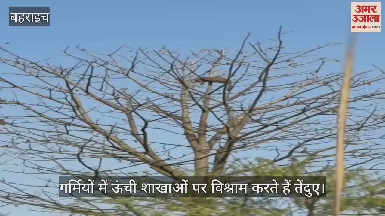 VIDEO : Bahraich: सेमल के पेड़ पर तेंदुए की मस्ती, देखने उमड़ी भीड़